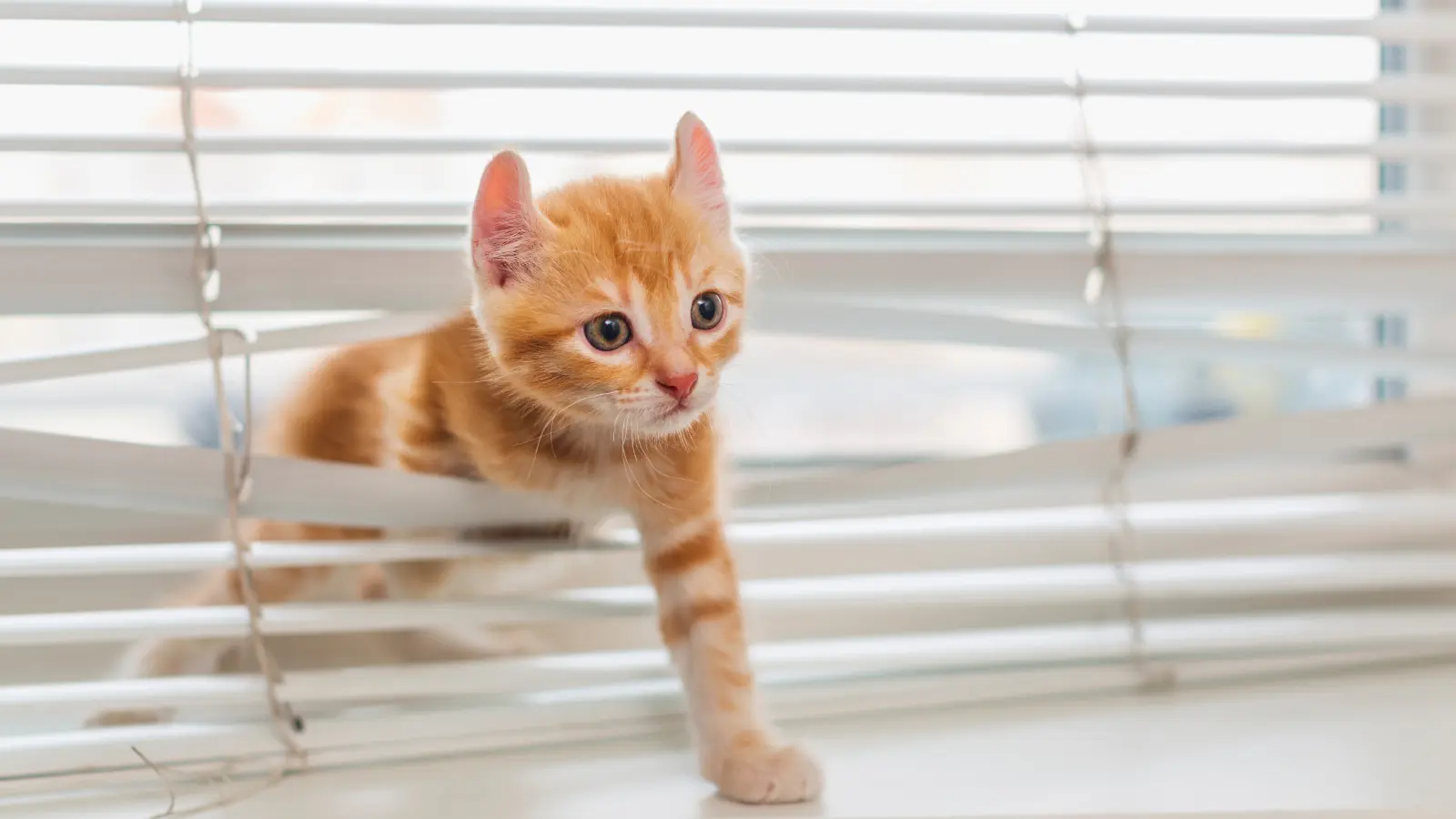 A kitten steps through the slats of Venetian blinds