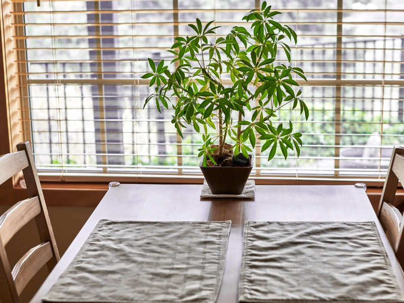 A plant on a dining table by a window with mini blinds