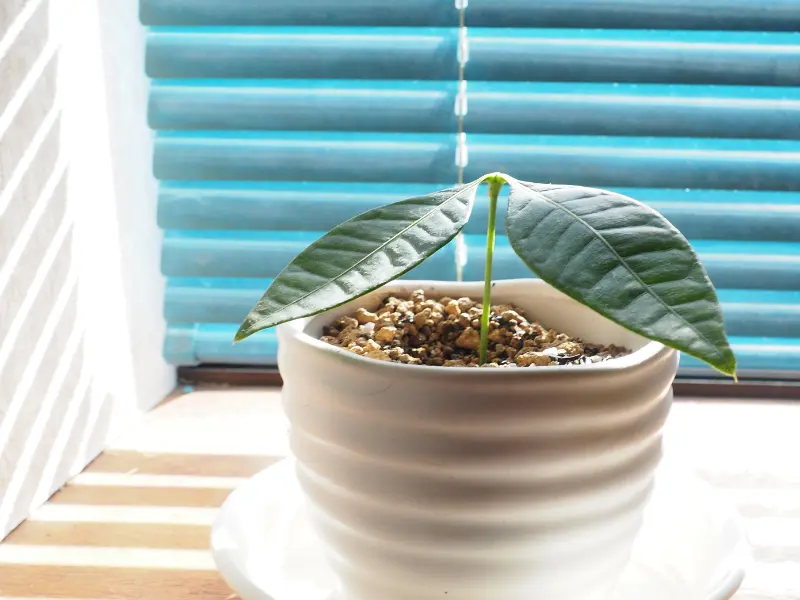 A potted plant on a windowsill with blue mini blinds behind it